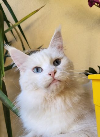 Luna de la Vallée Mystic Maine coon xxl Chatterie de la Vallée Mystic Chatterie de la Vallée Mystic, Quency, Zeus, Mirabelle , Zorya, Rosa blue, Luna, Kétrin , Ostara Facebook @Chatterie de la Vallée Mystic Insta #valléemystic TikTok @chatterie.vallee.mystic #tout le monde #mainecoonvalleemystic #mainecoonlife #mainecoonxxl #mainecooncattery #mainecoonsud #mainecoonfrance #mainecoonvar #mainecooncat #mainecoonbeauty #mainecoonkitten