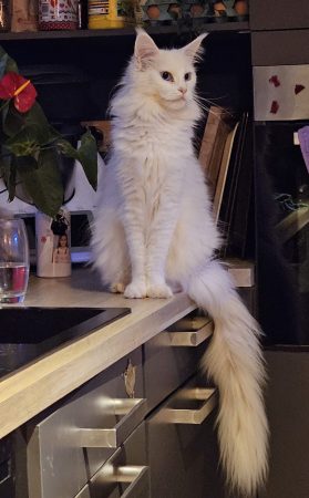 Luna de la Vallée Mystic Maine coon xxl Chatterie de la Vallée Mystic Chatterie de la Vallée Mystic, Quency, Zeus, Mirabelle , Zorya, Rosa blue, Luna, Kétrin , Ostara Facebook @Chatterie de la Vallée Mystic Insta #valléemystic TikTok @chatterie.vallee.mystic #tout le monde #mainecoonvalleemystic #mainecoonlife #mainecoonxxl #mainecooncattery #mainecoonsud #mainecoonfrance #mainecoonvar #mainecooncat #mainecoonbeauty #mainecoonkitten