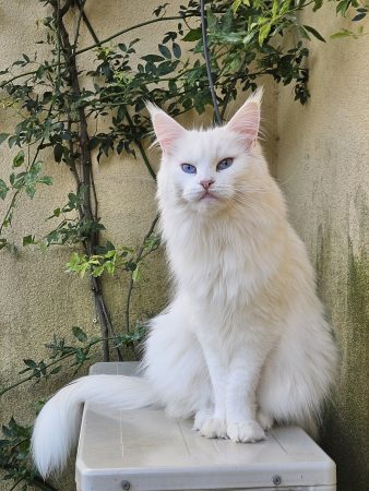 Luna de la Vallée Mystic Maine coon xxl Chatterie de la Vallée Mystic Chatterie de la Vallée Mystic, Quency, Zeus, Mirabelle , Zorya, Rosa blue, Luna, Kétrin , Ostara Facebook @Chatterie de la Vallée Mystic Insta #valléemystic TikTok @chatterie.vallee.mystic #tout le monde #mainecoonvalleemystic #mainecoonlife #mainecoonxxl #mainecooncattery #mainecoonsud #mainecoonfrance #mainecoonvar #mainecooncat #mainecoonbeauty #mainecoonkitten