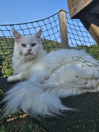 Luna de la Vallée Mystic Maine coon xxl Chatterie de la Vallée Mystic Chatterie de la Vallée Mystic, Quency, Zeus, Mirabelle , Zorya, Rosa blue, Luna, Kétrin , Ostara Facebook @Chatterie de la Vallée Mystic Insta #valléemystic TikTok @chatterie.vallee.mystic #tout le monde #mainecoonvalleemystic #mainecoonlife #mainecoonxxl #mainecooncattery #mainecoonsud #mainecoonfrance #mainecoonvar #mainecooncat #mainecoonbeauty #mainecoonkitten