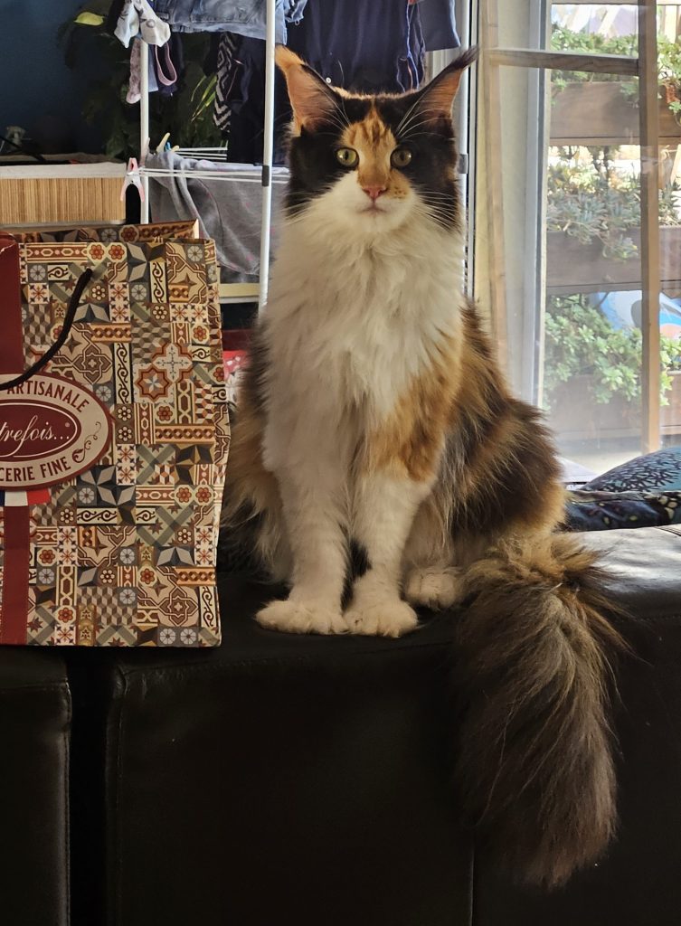 Ostara de la Vallée Mystic Maine coon xxl Chatterie de la Vallée Mystic Chatterie de la Vallée Mystic, Quency, Zeus, Mirabelle , Zorya, Rosa blue, Luna, Kétrin , Ostara Facebook @Chatterie de la Vallée Mystic Insta #valléemystic TikTok @chatterie.vallee.mystic #tout le monde #mainecoonvalleemystic #mainecoonlife #mainecoonxxl #mainecooncattery #mainecoonsud #mainecoonfrance #mainecoonvar #mainecooncat #mainecoonbeauty #mainecoonkitten