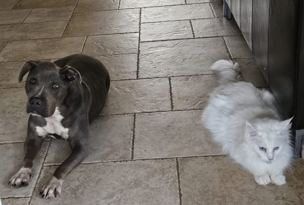 Luna de la Vallée Mystic Maine coon xxl Chatterie de la Vallée Mystic Chatterie de la Vallée Mystic, Quency, Zeus, Mirabelle , Zorya, Rosa blue, Luna, Kétrin , Ostara Facebook @Chatterie de la Vallée Mystic Insta #valléemystic TikTok @chatterie.vallee.mystic #tout le monde #mainecoonvalleemystic #mainecoonlife #mainecoonxxl #mainecooncattery #mainecoonsud #mainecoonfrance #mainecoonvar #mainecooncat #mainecoonbeauty #mainecoonkitten