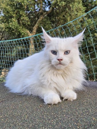 Luna de la Vallée Mystic Maine coon xxl Chatterie de la Vallée Mystic Chatterie de la Vallée Mystic, Quency, Zeus, Mirabelle , Zorya, Rosa blue, Luna, Kétrin , Ostara Facebook @Chatterie de la Vallée Mystic Insta #valléemystic TikTok @chatterie.vallee.mystic #tout le monde #mainecoonvalleemystic #mainecoonlife #mainecoonxxl #mainecooncattery #mainecoonsud #mainecoonfrance #mainecoonvar #mainecooncat #mainecoonbeauty #mainecoonkitten