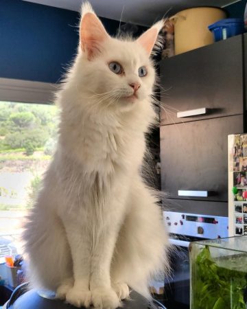Luna de la Vallée Mystic Maine coon xxl Chatterie de la Vallée Mystic Chatterie de la Vallée Mystic, Quency, Zeus, Mirabelle , Zorya, Rosa blue, Luna, Kétrin , Ostara Facebook @Chatterie de la Vallée Mystic Insta #valléemystic TikTok @chatterie.vallee.mystic #tout le monde #mainecoonvalleemystic #mainecoonlife #mainecoonxxl #mainecooncattery #mainecoonsud #mainecoonfrance #mainecoonvar #mainecooncat #mainecoonbeauty #mainecoonkitten