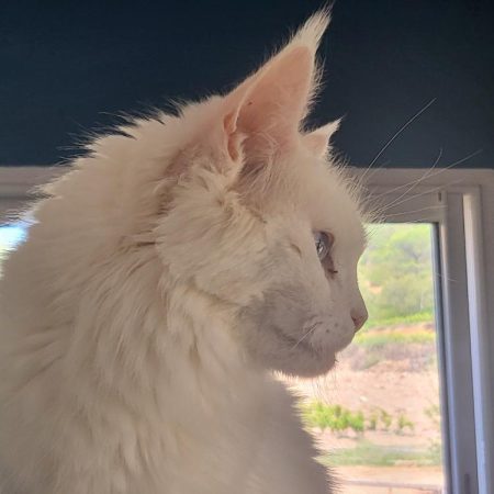 Luna de la Vallée Mystic Maine coon xxl Chatterie de la Vallée Mystic Chatterie de la Vallée Mystic, Quency, Zeus, Mirabelle , Zorya, Rosa blue, Luna, Kétrin , Ostara Facebook @Chatterie de la Vallée Mystic Insta #valléemystic TikTok @chatterie.vallee.mystic #tout le monde #mainecoonvalleemystic #mainecoonlife #mainecoonxxl #mainecooncattery #mainecoonsud #mainecoonfrance #mainecoonvar #mainecooncat #mainecoonbeauty #mainecoonkitten