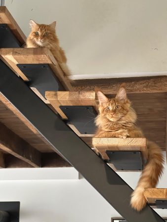 Z'Ross de la Vallée Mystic Chatterie de la Vallée Mystic Chatterie de la Vallée Mystic, Quency, Zeus, Mirabelle , Zorya, Rosa blue, Luna, Kétrin , Ostara Facebook @Chatterie de la Vallée Mystic Insta #valléemystic TikTok @chatterie.vallee.mystic #tout le monde #mainecoonvalleemystic #mainecoonlife #mainecoonxxl #mainecooncattery #mainecoonsud #mainecoonfrance #mainecoonvar #mainecooncat #mainecoonbeauty #mainecoonkitten