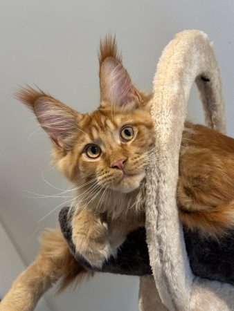 Z'Ross de la Vallée Mystic Maine coon xxl Chatterie de la Vallée Mystic Chatterie de la Vallée Mystic, Quency, Zeus, Mirabelle , Zorya, Rosa blue, Luna, Kétrin , Ostara Facebook @Chatterie de la Vallée Mystic Insta #valléemystic TikTok @chatterie.vallee.mystic #tout le monde #mainecoonvalleemystic #mainecoonlife #mainecoonxxl #mainecooncattery #mainecoonsud #mainecoonfrance #mainecoonvar #mainecooncat #mainecoonbeauty #mainecoonkitten