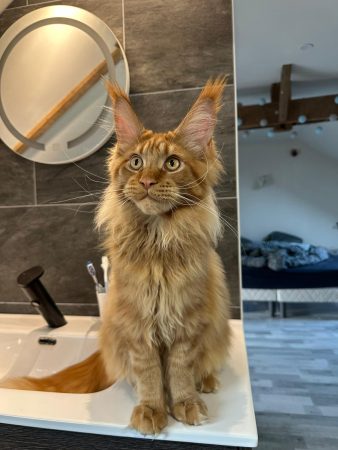 Z'Ross de la Vallée Mystic Maine coon xxl Chatterie de la Vallée Mystic Chatterie de la Vallée Mystic, Quency, Zeus, Mirabelle , Zorya, Rosa blue, Luna, Kétrin , Ostara Facebook @Chatterie de la Vallée Mystic Insta #valléemystic TikTok @chatterie.vallee.mystic #tout le monde #mainecoonvalleemystic #mainecoonlife #mainecoonxxl #mainecooncattery #mainecoonsud #mainecoonfrance #mainecoonvar #mainecooncat #mainecoonbeauty #mainecoonkitten