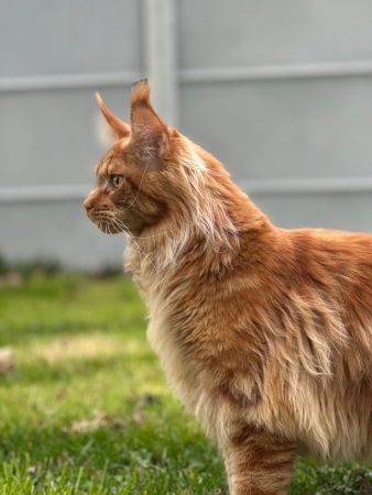 Z'Ross de la Vallée Mystic Maine coon xxl Chatterie de la Vallée Mystic Chatterie de la Vallée Mystic, Quency, Zeus, Mirabelle , Zorya, Rosa blue, Luna, Kétrin , Ostara Facebook @Chatterie de la Vallée Mystic Insta #valléemystic TikTok @chatterie.vallee.mystic #tout le monde #mainecoonvalleemystic #mainecoonlife #mainecoonxxl #mainecooncattery #mainecoonsud #mainecoonfrance #mainecoonvar #mainecooncat #mainecoonbeauty #mainecoonkitten