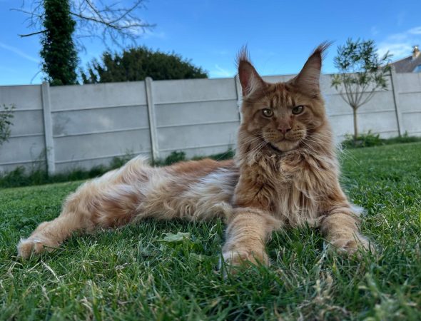 Z'Ross de la Vallée Mystic Maine coon xxl Chatterie de la Vallée Mystic Chatterie de la Vallée Mystic, Quency, Zeus, Mirabelle , Zorya, Rosa blue, Luna, Kétrin , Ostara Facebook @Chatterie de la Vallée Mystic Insta #valléemystic TikTok @chatterie.vallee.mystic #tout le monde #mainecoonvalleemystic #mainecoonlife #mainecoonxxl #mainecooncattery #mainecoonsud #mainecoonfrance #mainecoonvar #mainecooncat #mainecoonbeauty #mainecoonkitten