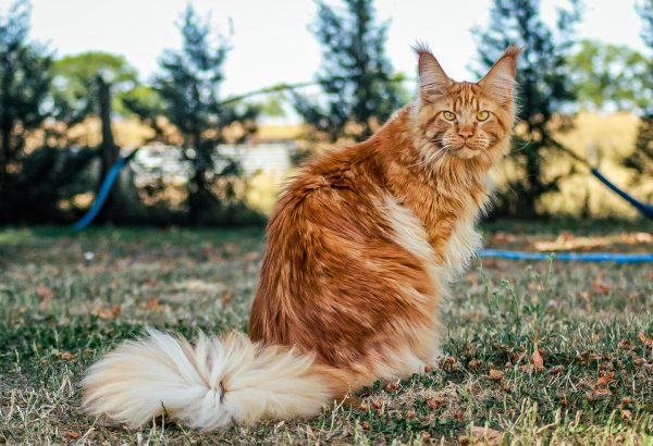 Z'Ross de la Vallée Mystic Maine coon xxl Chatterie de la Vallée Mystic Chatterie de la Vallée Mystic, Quency, Zeus, Mirabelle , Zorya, Rosa blue, Luna, Kétrin , Ostara Facebook @Chatterie de la Vallée Mystic Insta #valléemystic TikTok @chatterie.vallee.mystic #tout le monde #mainecoonvalleemystic #mainecoonlife #mainecoonxxl #mainecooncattery #mainecoonsud #mainecoonfrance #mainecoonvar #mainecooncat #mainecoonbeauty #mainecoonkitten