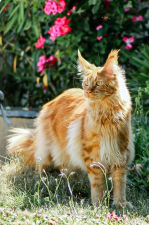 Z'Ross de la Vallée Mystic Maine coon xxl Chatterie de la Vallée Mystic Chatterie de la Vallée Mystic, Quency, Zeus, Mirabelle , Zorya, Rosa blue, Luna, Kétrin , Ostara Facebook @Chatterie de la Vallée Mystic Insta #valléemystic TikTok @chatterie.vallee.mystic #tout le monde #mainecoonvalleemystic #mainecoonlife #mainecoonxxl #mainecooncattery #mainecoonsud #mainecoonfrance #mainecoonvar #mainecooncat #mainecoonbeauty #mainecoonkitten