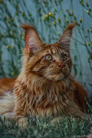 Z'Ross de la Vallée Mystic Maine coon xxl Chatterie de la Vallée Mystic Chatterie de la Vallée Mystic, Quency, Zeus, Mirabelle , Zorya, Rosa blue, Luna, Kétrin , Ostara Facebook @Chatterie de la Vallée Mystic Insta #valléemystic TikTok @chatterie.vallee.mystic #tout le monde #mainecoonvalleemystic #mainecoonlife #mainecoonxxl #mainecooncattery #mainecoonsud #mainecoonfrance #mainecoonvar #mainecooncat #mainecoonbeauty #mainecoonkitten