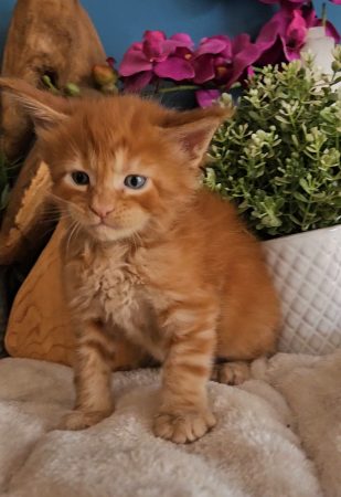 Z'Ross de la Vallée Mystic Maine coon xxl Chatterie de la Vallée Mystic Chatterie de la Vallée Mystic, Quency, Zeus, Mirabelle , Zorya, Rosa blue, Luna, Kétrin , Ostara Facebook @Chatterie de la Vallée Mystic Insta #valléemystic TikTok @chatterie.vallee.mystic #tout le monde #mainecoonvalleemystic #mainecoonlife #mainecoonxxl #mainecooncattery #mainecoonsud #mainecoonfrance #mainecoonvar #mainecooncat #mainecoonbeauty #mainecoonkitten