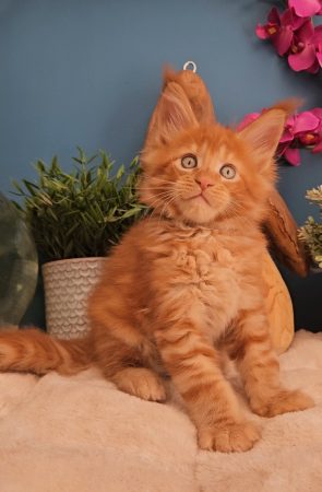 Z'Ross de la Vallée Mystic Maine coon xxl Chatterie de la Vallée Mystic Chatterie de la Vallée Mystic, Quency, Zeus, Mirabelle , Zorya, Rosa blue, Luna, Kétrin , Ostara Facebook @Chatterie de la Vallée Mystic Insta #valléemystic TikTok @chatterie.vallee.mystic #tout le monde #mainecoonvalleemystic #mainecoonlife #mainecoonxxl #mainecooncattery #mainecoonsud #mainecoonfrance #mainecoonvar #mainecooncat #mainecoonbeauty #mainecoonkitten