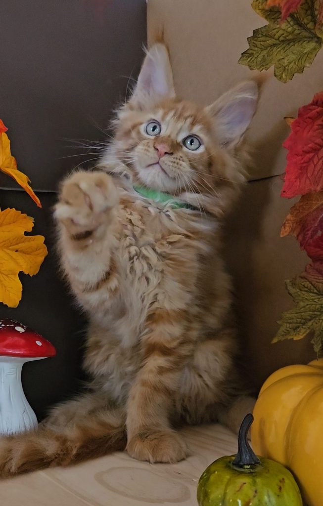 Z'Ross de la Vallée Mystic Maine coon xxl Chatterie de la Vallée Mystic Chatterie de la Vallée Mystic, Quency, Zeus, Mirabelle , Zorya, Rosa blue, Luna, Kétrin , Ostara Facebook @Chatterie de la Vallée Mystic Insta #valléemystic TikTok @chatterie.vallee.mystic #tout le monde #mainecoonvalleemystic #mainecoonlife #mainecoonxxl #mainecooncattery #mainecoonsud #mainecoonfrance #mainecoonvar #mainecooncat #mainecoonbeauty #mainecoonkitten