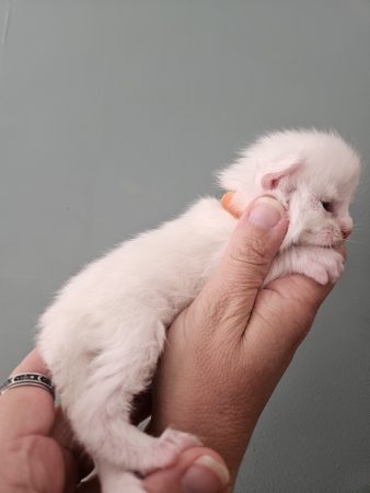 B1 de la Vallée Mystic Maine coon xxl Chatterie de la Vallée Mystic Chatterie de la Vallée Mystic, Quency, Zeus, Mirabelle , Zorya, Rosa blue, Luna, Kétrin , Ostara Facebook @Chatterie de la Vallée Mystic Insta #valléemystic TikTok @chatterie.vallee.mystic #tout le monde #mainecoonvalleemystic #mainecoonlife #mainecoonxxl #mainecooncattery #mainecoonsud #mainecoonfrance #mainecoonvar #mainecooncat #mainecoonbeauty #mainecoonkitten