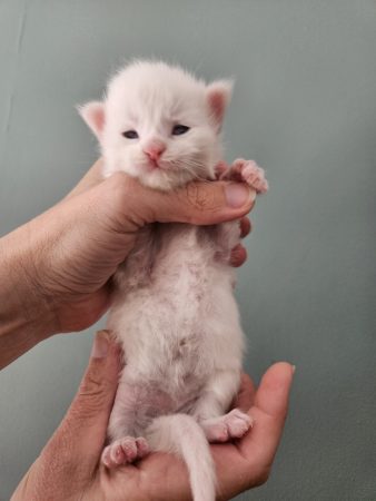B1 de la Vallée Mystic Maine coon xxl Chatterie de la Vallée Mystic Chatterie de la Vallée Mystic, Quency, Zeus, Mirabelle , Zorya, Rosa blue, Luna, Kétrin , Ostara Facebook @Chatterie de la Vallée Mystic Insta #valléemystic TikTok @chatterie.vallee.mystic #tout le monde #mainecoonvalleemystic #mainecoonlife #mainecoonxxl #mainecooncattery #mainecoonsud #mainecoonfrance #mainecoonvar #mainecooncat #mainecoonbeauty #mainecoonkitten