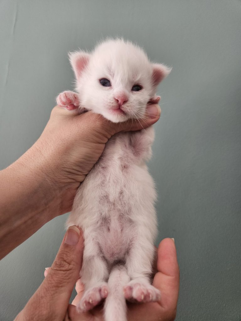 B3 de la Vallée Mystic Maine coon xxl Chatterie de la Vallée Mystic Chatterie de la Vallée Mystic, Quency, Zeus, Mirabelle , Zorya, Rosa blue, Luna, Kétrin , Ostara Facebook @Chatterie de la Vallée Mystic Insta #valléemystic TikTok @chatterie.vallee.mystic #tout le monde #mainecoonvalleemystic #mainecoonlife #mainecoonxxl #mainecooncattery #mainecoonsud #mainecoonfrance #mainecoonvar #mainecooncat #mainecoonbeauty #mainecoonkitten