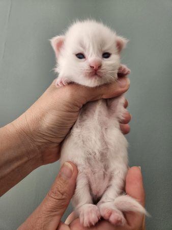B5 de la Vallée Mystic Maine coon xxl Chatterie de la Vallée Mystic Chatterie de la Vallée Mystic, Quency, Zeus, Mirabelle , Zorya, Rosa blue, Luna, Kétrin , Ostara Facebook @Chatterie de la Vallée Mystic Insta #valléemystic TikTok @chatterie.vallee.mystic #tout le monde #mainecoonvalleemystic #mainecoonlife #mainecoonxxl #mainecooncattery #mainecoonsud #mainecoonfrance #mainecoonvar #mainecooncat #mainecoonbeauty #mainecoonkitten