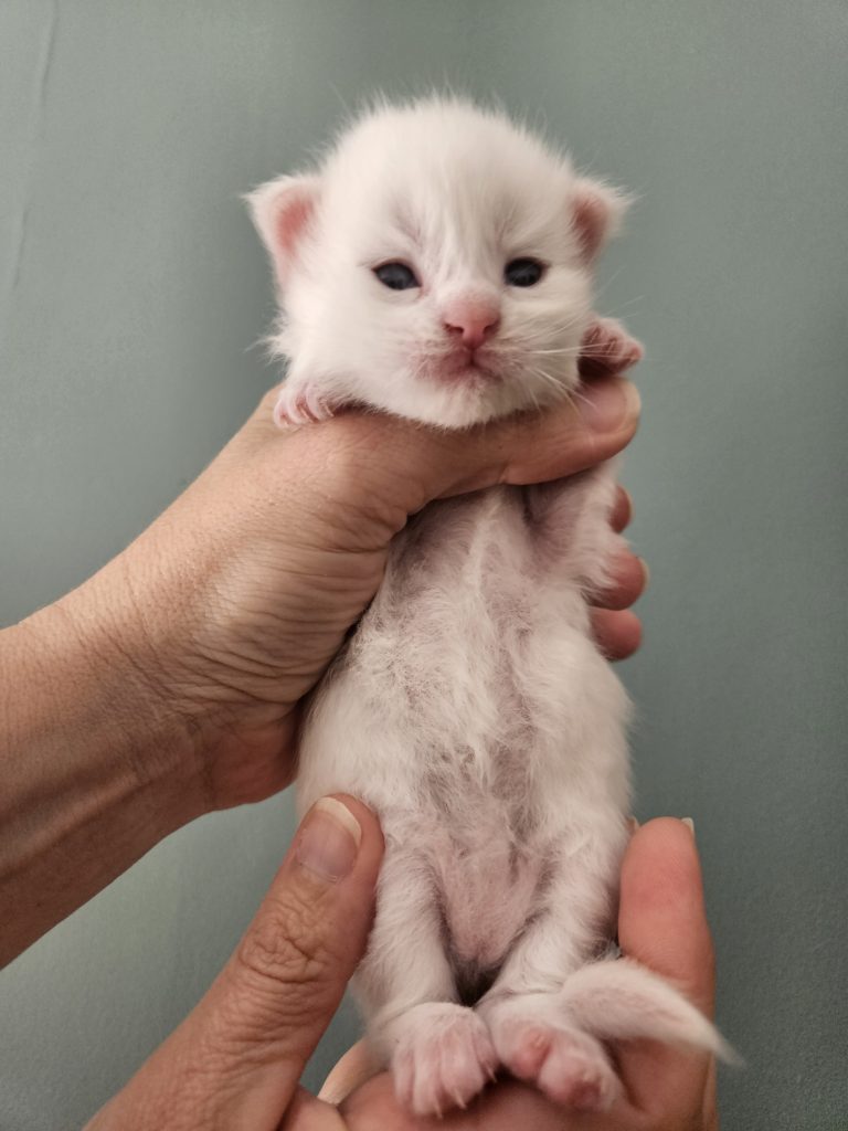 B5 de la Vallée Mystic Maine coon xxl Chatterie de la Vallée Mystic Chatterie de la Vallée Mystic, Quency, Zeus, Mirabelle , Zorya, Rosa blue, Luna, Kétrin , Ostara Facebook @Chatterie de la Vallée Mystic Insta #valléemystic TikTok @chatterie.vallee.mystic #tout le monde #mainecoonvalleemystic #mainecoonlife #mainecoonxxl #mainecooncattery #mainecoonsud #mainecoonfrance #mainecoonvar #mainecooncat #mainecoonbeauty #mainecoonkitten