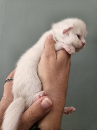B9 de la Vallée Mystic Maine coon xxl Chatterie de la Vallée Mystic Chatterie de la Vallée Mystic, Quency, Zeus, Mirabelle , Zorya, Rosa blue, Luna, Kétrin , Ostara Facebook @Chatterie de la Vallée Mystic Insta #valléemystic TikTok @chatterie.vallee.mystic #tout le monde #mainecoonvalleemystic #mainecoonlife #mainecoonxxl #mainecooncattery #mainecoonsud #mainecoonfrance #mainecoonvar #mainecooncat #mainecoonbeauty #mainecoonkitten