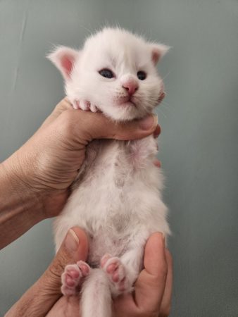 B9 de la Vallée Mystic Maine coon xxl Chatterie de la Vallée Mystic Chatterie de la Vallée Mystic, Quency, Zeus, Mirabelle , Zorya, Rosa blue, Luna, Kétrin , Ostara Facebook @Chatterie de la Vallée Mystic Insta #valléemystic TikTok @chatterie.vallee.mystic #tout le monde #mainecoonvalleemystic #mainecoonlife #mainecoonxxl #mainecooncattery #mainecoonsud #mainecoonfrance #mainecoonvar #mainecooncat #mainecoonbeauty #mainecoonkitten