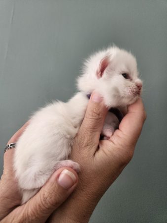B12 de la Vallée Mystic Maine coon xxl Chatterie de la Vallée Mystic Chatterie de la Vallée Mystic, Quency, Zeus, Mirabelle , Zorya, Rosa blue, Luna, Kétrin , Ostara Facebook @Chatterie de la Vallée Mystic Insta #valléemystic TikTok @chatterie.vallee.mystic #tout le monde #mainecoonvalleemystic #mainecoonlife #mainecoonxxl #mainecooncattery #mainecoonsud #mainecoonfrance #mainecoonvar #mainecooncat #mainecoonbeauty #mainecoonkitten