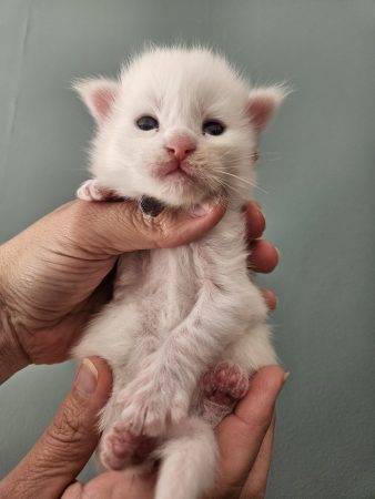 B12 de la Vallée Mystic Maine coon xxl Chatterie de la Vallée Mystic Chatterie de la Vallée Mystic, Quency, Zeus, Mirabelle , Zorya, Rosa blue, Luna, Kétrin , Ostara Facebook @Chatterie de la Vallée Mystic Insta #valléemystic TikTok @chatterie.vallee.mystic #tout le monde #mainecoonvalleemystic #mainecoonlife #mainecoonxxl #mainecooncattery #mainecoonsud #mainecoonfrance #mainecoonvar #mainecooncat #mainecoonbeauty #mainecoonkitten