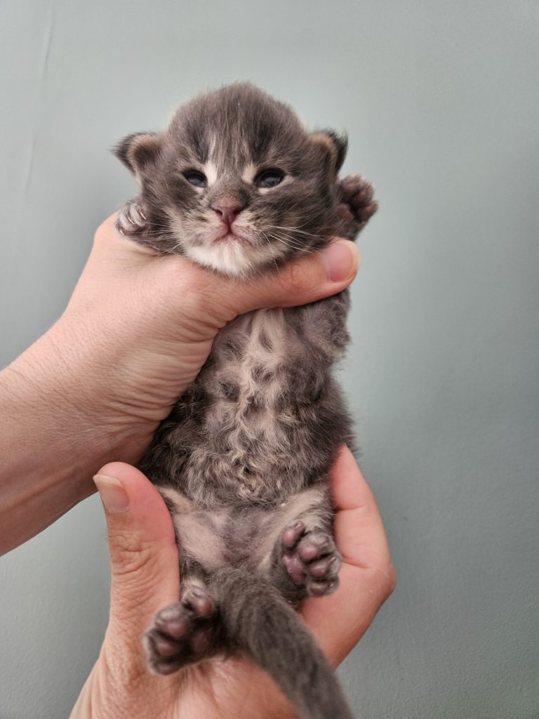 B7 de la Vallée Mystic Maine coon xxl Chatterie de la Vallée Mystic Chatterie de la Vallée Mystic, Quency, Zeus, Mirabelle , Zorya, Rosa blue, Luna, Kétrin , Ostara Facebook @Chatterie de la Vallée Mystic Insta #valléemystic TikTok @chatterie.vallee.mystic #tout le monde #mainecoonvalleemystic #mainecoonlife #mainecoonxxl #mainecooncattery #mainecoonsud #mainecoonfrance #mainecoonvar #mainecooncat #mainecoonbeauty #mainecoonkitten