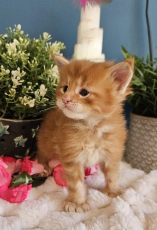 B2 de la Vallée Mystic Maine coon xxl Chatterie de la Vallée Mystic Chatterie de la Vallée Mystic, Quency, Zeus, Mirabelle , Zorya, Rosa blue, Luna, Kétrin , Ostara Facebook @Chatterie de la Vallée Mystic Insta #valléemystic TikTok @chatterie.vallee.mystic #tout le monde #mainecoonvalleemystic #mainecoonlife #mainecoonxxl #mainecooncattery #mainecoonsud #mainecoonfrance #mainecoonvar #mainecooncat #mainecoonbeauty #mainecoonkitten