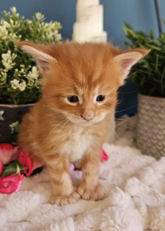 B2 de la Vallée Mystic Maine coon xxl Chatterie de la Vallée Mystic Chatterie de la Vallée Mystic, Quency, Zeus, Mirabelle , Zorya, Rosa blue, Luna, Kétrin , Ostara Facebook @Chatterie de la Vallée Mystic Insta #valléemystic TikTok @chatterie.vallee.mystic #tout le monde #mainecoonvalleemystic #mainecoonlife #mainecoonxxl #mainecooncattery #mainecoonsud #mainecoonfrance #mainecoonvar #mainecooncat #mainecoonbeauty #mainecoonkitten