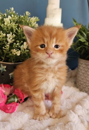 B2 de la Vallée Mystic Maine coon xxl Chatterie de la Vallée Mystic Chatterie de la Vallée Mystic, Quency, Zeus, Mirabelle , Zorya, Rosa blue, Luna, Kétrin , Ostara Facebook @Chatterie de la Vallée Mystic Insta #valléemystic TikTok @chatterie.vallee.mystic #tout le monde #mainecoonvalleemystic #mainecoonlife #mainecoonxxl #mainecooncattery #mainecoonsud #mainecoonfrance #mainecoonvar #mainecooncat #mainecoonbeauty #mainecoonkitten