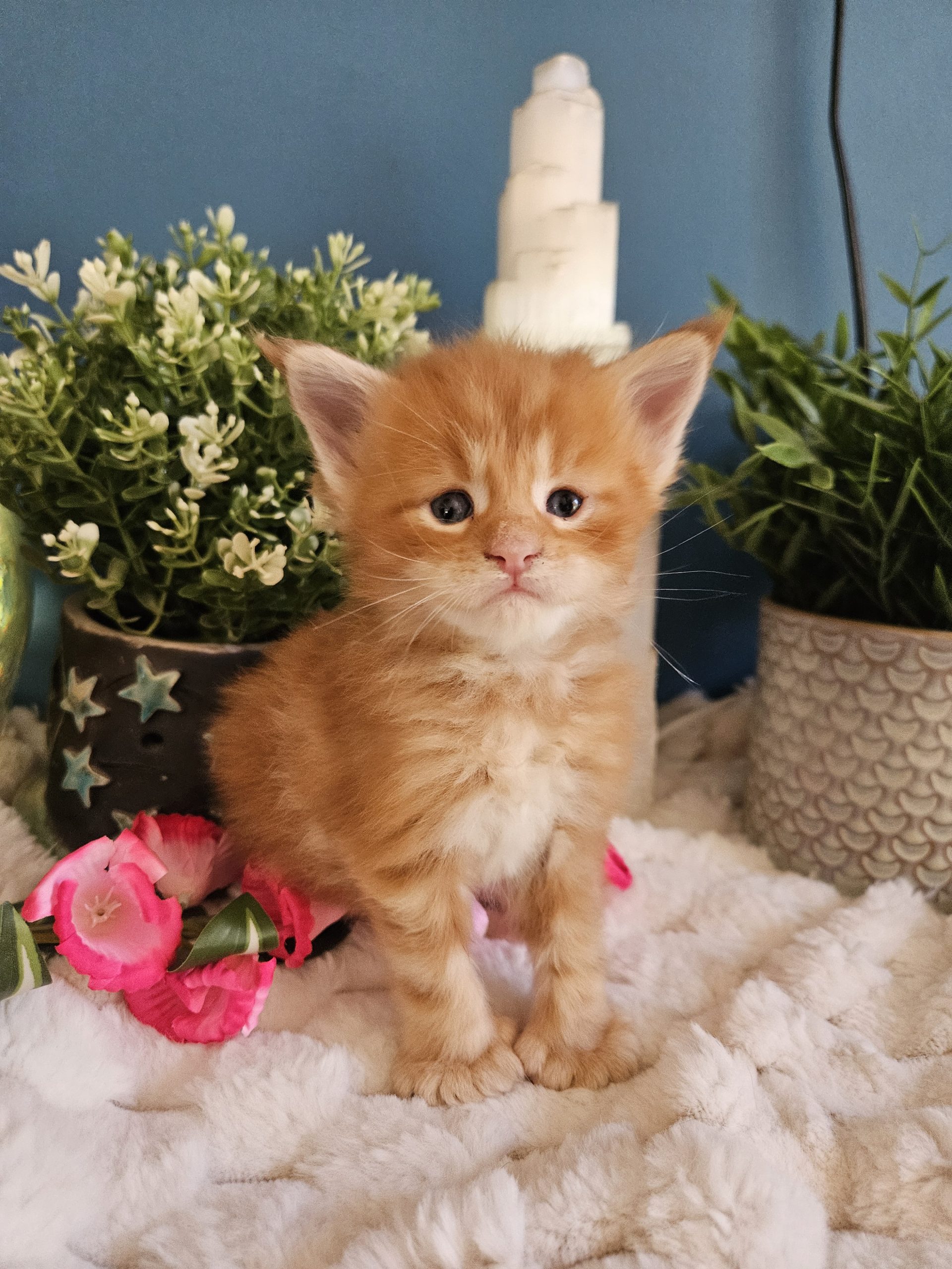 B2 de la Vallée Mystic Maine coon xxl Chatterie de la Vallée Mystic Chatterie de la Vallée Mystic, Quency, Zeus, Mirabelle , Zorya, Rosa blue, Luna, Kétrin , Ostara Facebook @Chatterie de la Vallée Mystic Insta #valléemystic TikTok @chatterie.vallee.mystic #tout le monde #mainecoonvalleemystic #mainecoonlife #mainecoonxxl #mainecooncattery #mainecoonsud #mainecoonfrance #mainecoonvar #mainecooncat #mainecoonbeauty #mainecoonkitten