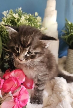 Bakénéko de la Vallée Mystic Maine coon xxl Chatterie de la Vallée Mystic Chatterie de la Vallée Mystic, Quency, Zeus, Mirabelle , Zorya, Rosa blue, Luna, Kétrin , Ostara Facebook @Chatterie de la Vallée Mystic Insta #valléemystic TikTok @chatterie.vallee.mystic #tout le monde #mainecoonvalleemystic #mainecoonlife #mainecoonxxl #mainecooncattery #mainecoonsud #mainecoonfrance #mainecoonvar #mainecooncat #mainecoonbeauty #mainecoonkitten