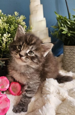 Bakénéko de la Vallée Mystic Maine coon xxl Chatterie de la Vallée Mystic Chatterie de la Vallée Mystic, Quency, Zeus, Mirabelle , Zorya, Rosa blue, Luna, Kétrin , Ostara Facebook @Chatterie de la Vallée Mystic Insta #valléemystic TikTok @chatterie.vallee.mystic #tout le monde #mainecoonvalleemystic #mainecoonlife #mainecoonxxl #mainecooncattery #mainecoonsud #mainecoonfrance #mainecoonvar #mainecooncat #mainecoonbeauty #mainecoonkitten