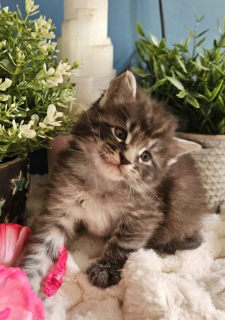 Bakénéko de la Vallée Mystic Maine coon xxl Chatterie de la Vallée Mystic Chatterie de la Vallée Mystic, Quency, Zeus, Mirabelle , Zorya, Rosa blue, Luna, Kétrin , Ostara Facebook @Chatterie de la Vallée Mystic Insta #valléemystic TikTok @chatterie.vallee.mystic #tout le monde #mainecoonvalleemystic #mainecoonlife #mainecoonxxl #mainecooncattery #mainecoonsud #mainecoonfrance #mainecoonvar #mainecooncat #mainecoonbeauty #mainecoonkitten