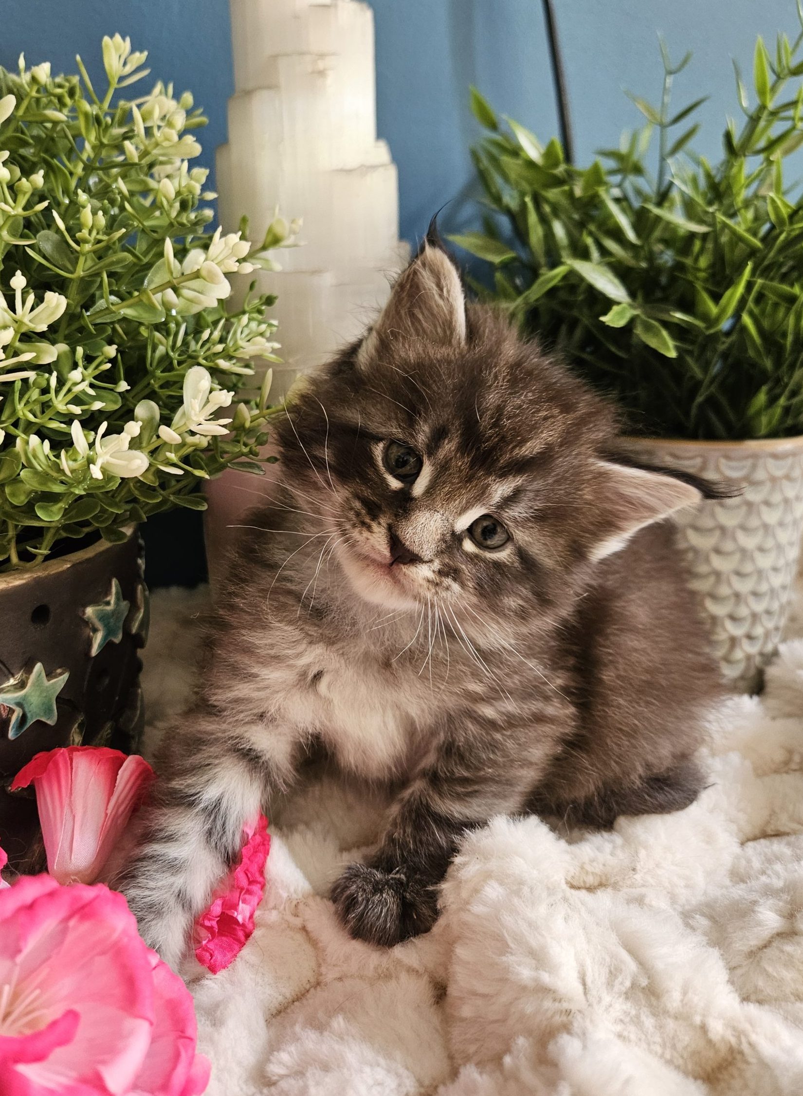 Bakénéko de la Vallée Mystic Maine coon xxl Chatterie de la Vallée Mystic Chatterie de la Vallée Mystic, Quency, Zeus, Mirabelle , Zorya, Rosa blue, Luna, Kétrin , Ostara Facebook @Chatterie de la Vallée Mystic Insta #valléemystic TikTok @chatterie.vallee.mystic #tout le monde #mainecoonvalleemystic #mainecoonlife #mainecoonxxl #mainecooncattery #mainecoonsud #mainecoonfrance #mainecoonvar #mainecooncat #mainecoonbeauty #mainecoonkitten