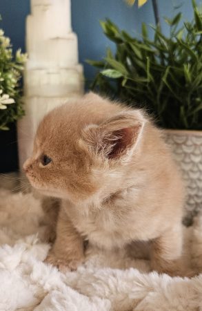 B11 de la Vallée Mystic Maine coon xxl Chatterie de la Vallée Mystic Chatterie de la Vallée Mystic, Quency, Zeus, Mirabelle , Zorya, Rosa blue, Luna, Kétrin , Ostara Facebook @Chatterie de la Vallée Mystic Insta #valléemystic TikTok @chatterie.vallee.mystic #tout le monde #mainecoonvalleemystic #mainecoonlife #mainecoonxxl #mainecooncattery #mainecoonsud #mainecoonfrance #mainecoonvar #mainecooncat #mainecoonbeauty #mainecoonkitten