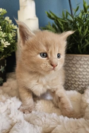 B11 de la Vallée Mystic Maine coon xxl Chatterie de la Vallée Mystic Chatterie de la Vallée Mystic, Quency, Zeus, Mirabelle , Zorya, Rosa blue, Luna, Kétrin , Ostara Facebook @Chatterie de la Vallée Mystic Insta #valléemystic TikTok @chatterie.vallee.mystic #tout le monde #mainecoonvalleemystic #mainecoonlife #mainecoonxxl #mainecooncattery #mainecoonsud #mainecoonfrance #mainecoonvar #mainecooncat #mainecoonbeauty #mainecoonkitten