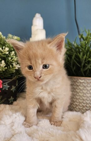 B11 de la Vallée Mystic Maine coon xxl Chatterie de la Vallée Mystic Chatterie de la Vallée Mystic, Quency, Zeus, Mirabelle , Zorya, Rosa blue, Luna, Kétrin , Ostara Facebook @Chatterie de la Vallée Mystic Insta #valléemystic TikTok @chatterie.vallee.mystic #tout le monde #mainecoonvalleemystic #mainecoonlife #mainecoonxxl #mainecooncattery #mainecoonsud #mainecoonfrance #mainecoonvar #mainecooncat #mainecoonbeauty #mainecoonkitten