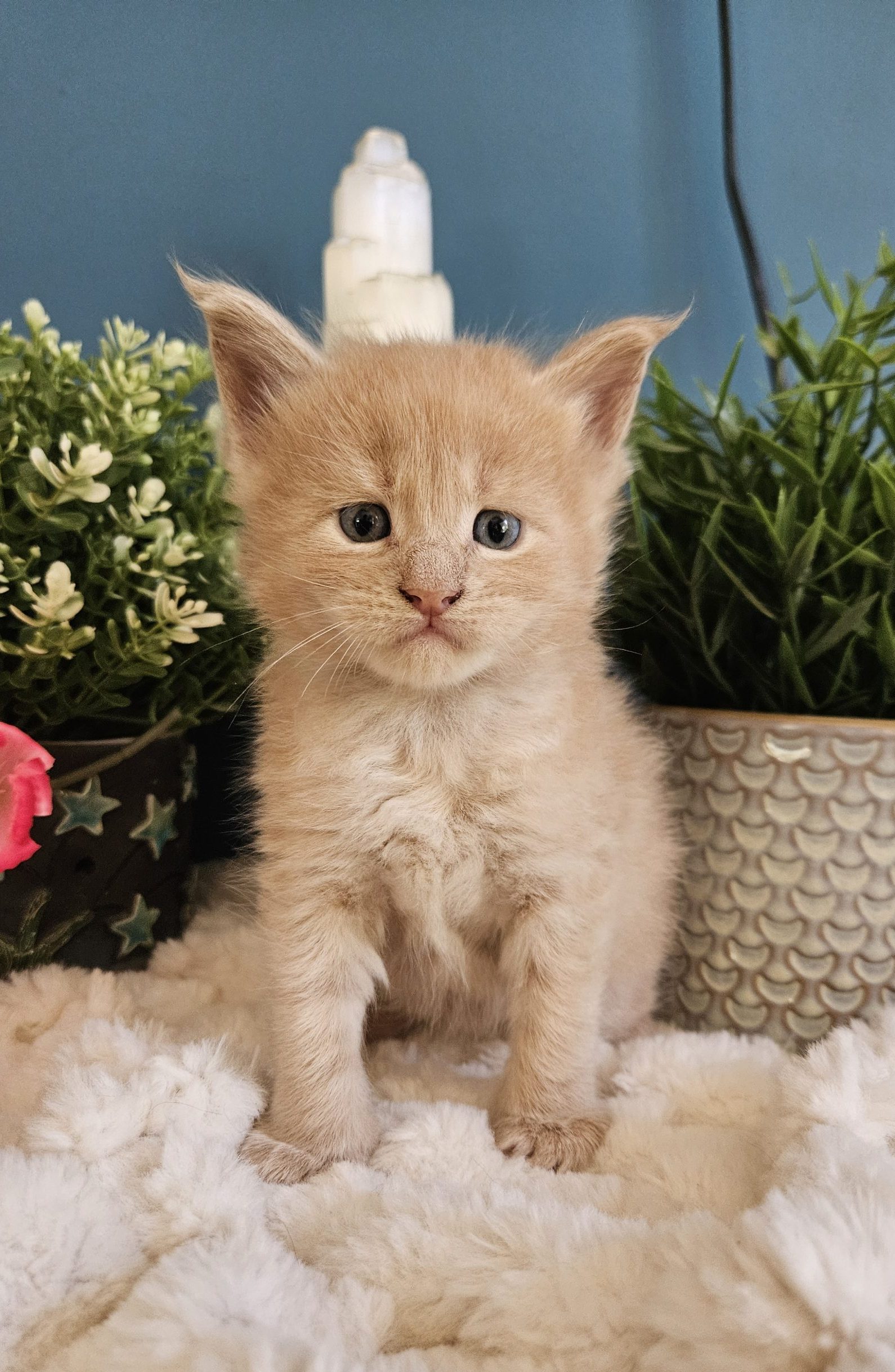 B11 de la Vallée Mystic Maine coon xxl Chatterie de la Vallée Mystic Chatterie de la Vallée Mystic, Quency, Zeus, Mirabelle , Zorya, Rosa blue, Luna, Kétrin , Ostara Facebook @Chatterie de la Vallée Mystic Insta #valléemystic TikTok @chatterie.vallee.mystic #tout le monde #mainecoonvalleemystic #mainecoonlife #mainecoonxxl #mainecooncattery #mainecoonsud #mainecoonfrance #mainecoonvar #mainecooncat #mainecoonbeauty #mainecoonkitten