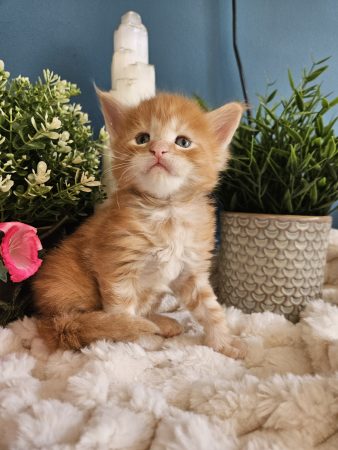 B13 de la Vallée Mystic Maine coon xxl Chatterie de la Vallée Mystic Chatterie de la Vallée Mystic, Quency, Zeus, Mirabelle , Zorya, Rosa blue, Luna, Kétrin , Ostara Facebook @Chatterie de la Vallée Mystic Insta #valléemystic TikTok @chatterie.vallee.mystic #tout le monde #mainecoonvalleemystic #mainecoonlife #mainecoonxxl #mainecooncattery #mainecoonsud #mainecoonfrance #mainecoonvar #mainecooncat #mainecoonbeauty #mainecoonkitten