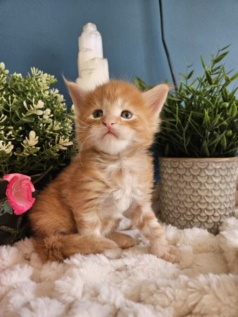 B13 de la Vallée Mystic Maine coon xxl Chatterie de la Vallée Mystic Chatterie de la Vallée Mystic, Quency, Zeus, Mirabelle , Zorya, Rosa blue, Luna, Kétrin , Ostara Facebook @Chatterie de la Vallée Mystic Insta #valléemystic TikTok @chatterie.vallee.mystic #tout le monde #mainecoonvalleemystic #mainecoonlife #mainecoonxxl #mainecooncattery #mainecoonsud #mainecoonfrance #mainecoonvar #mainecooncat #mainecoonbeauty #mainecoonkitten