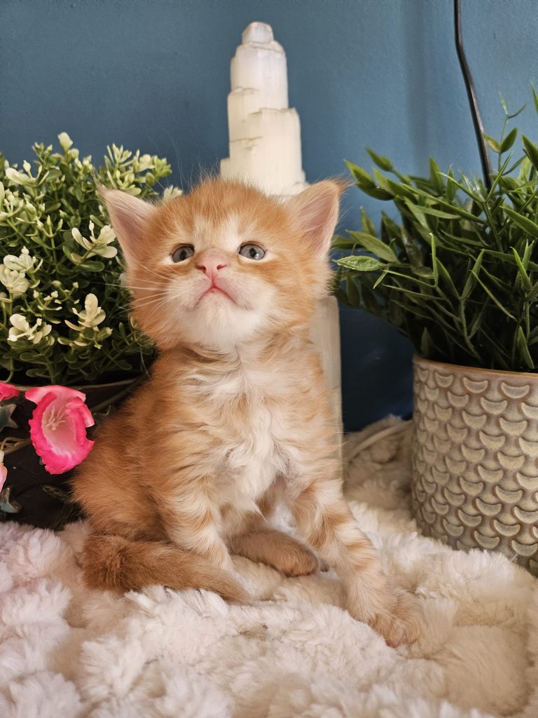 B13 de la Vallée Mystic Maine coon xxl Chatterie de la Vallée Mystic Chatterie de la Vallée Mystic, Quency, Zeus, Mirabelle , Zorya, Rosa blue, Luna, Kétrin , Ostara Facebook @Chatterie de la Vallée Mystic Insta #valléemystic TikTok @chatterie.vallee.mystic #tout le monde #mainecoonvalleemystic #mainecoonlife #mainecoonxxl #mainecooncattery #mainecoonsud #mainecoonfrance #mainecoonvar #mainecooncat #mainecoonbeauty #mainecoonkitten