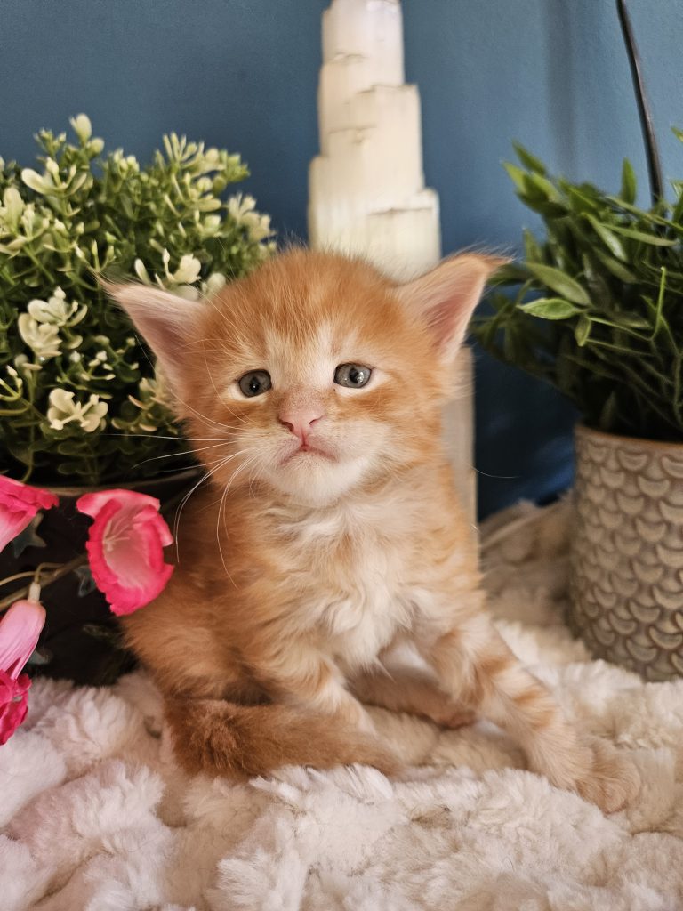 B13 de la Vallée Mystic Maine coon xxl Chatterie de la Vallée Mystic Chatterie de la Vallée Mystic, Quency, Zeus, Mirabelle , Zorya, Rosa blue, Luna, Kétrin , Ostara Facebook @Chatterie de la Vallée Mystic Insta #valléemystic TikTok @chatterie.vallee.mystic #tout le monde #mainecoonvalleemystic #mainecoonlife #mainecoonxxl #mainecooncattery #mainecoonsud #mainecoonfrance #mainecoonvar #mainecooncat #mainecoonbeauty #mainecoonkitten
