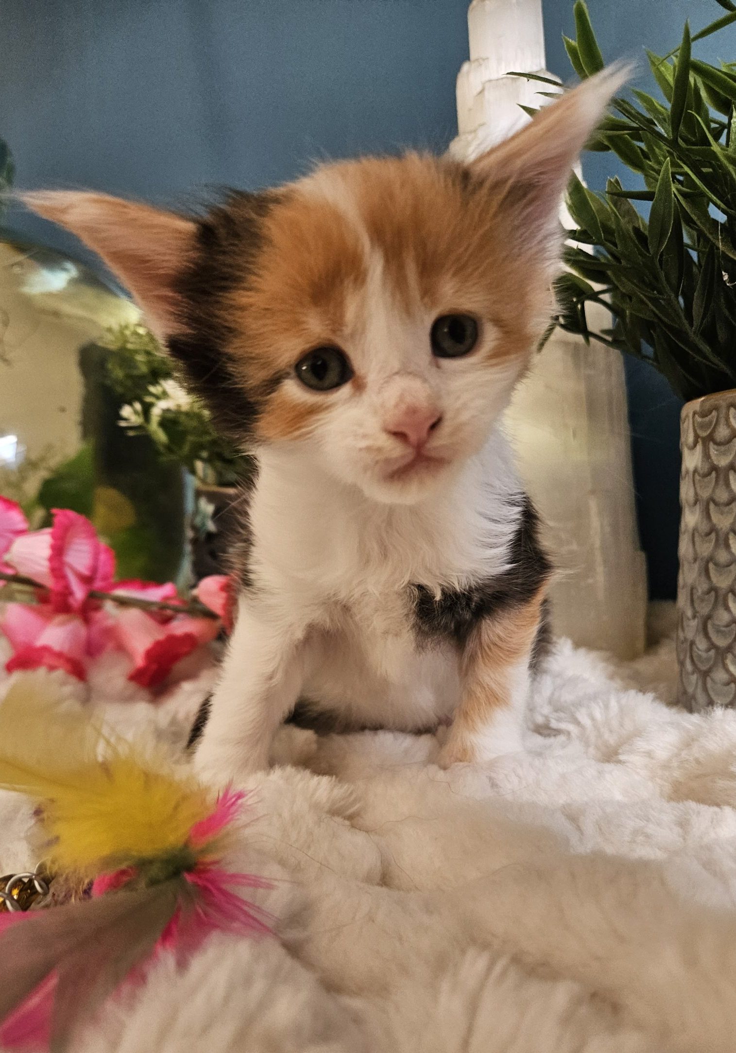 B8 de la Vallée Mystic Maine coon xxl Chatterie de la Vallée Mystic Chatterie de la Vallée Mystic, Quency, Zeus, Mirabelle , Zorya, Rosa blue, Luna, Kétrin , Ostara Facebook @Chatterie de la Vallée Mystic Insta #valléemystic TikTok @chatterie.vallee.mystic #tout le monde #mainecoonvalleemystic #mainecoonlife #mainecoonxxl #mainecooncattery #mainecoonsud #mainecoonfrance #mainecoonvar #mainecooncat #mainecoonbeauty #mainecoonkitten