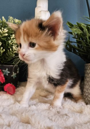 B8 de la Vallée Mystic Maine coon xxl Chatterie de la Vallée Mystic Chatterie de la Vallée Mystic, Quency, Zeus, Mirabelle , Zorya, Rosa blue, Luna, Kétrin , Ostara Facebook @Chatterie de la Vallée Mystic Insta #valléemystic TikTok @chatterie.vallee.mystic #tout le monde #mainecoonvalleemystic #mainecoonlife #mainecoonxxl #mainecooncattery #mainecoonsud #mainecoonfrance #mainecoonvar #mainecooncat #mainecoonbeauty #mainecoonkitten