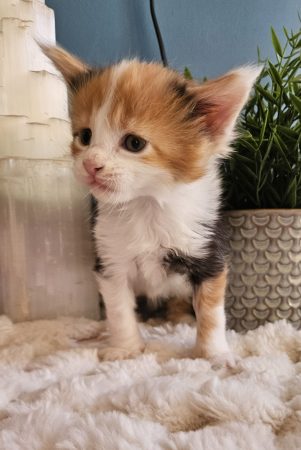 B8 de la Vallée Mystic Maine coon xxl Chatterie de la Vallée Mystic Chatterie de la Vallée Mystic, Quency, Zeus, Mirabelle , Zorya, Rosa blue, Luna, Kétrin , Ostara Facebook @Chatterie de la Vallée Mystic Insta #valléemystic TikTok @chatterie.vallee.mystic #tout le monde #mainecoonvalleemystic #mainecoonlife #mainecoonxxl #mainecooncattery #mainecoonsud #mainecoonfrance #mainecoonvar #mainecooncat #mainecoonbeauty #mainecoonkitten
