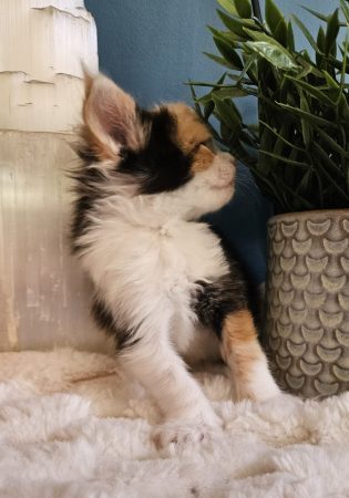 B8 de la Vallée Mystic Maine coon xxl Chatterie de la Vallée Mystic Chatterie de la Vallée Mystic, Quency, Zeus, Mirabelle , Zorya, Rosa blue, Luna, Kétrin , Ostara Facebook @Chatterie de la Vallée Mystic Insta #valléemystic TikTok @chatterie.vallee.mystic #tout le monde #mainecoonvalleemystic #mainecoonlife #mainecoonxxl #mainecooncattery #mainecoonsud #mainecoonfrance #mainecoonvar #mainecooncat #mainecoonbeauty #mainecoonkitten